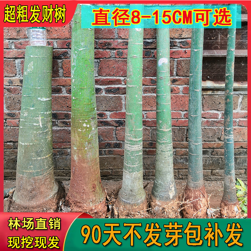 盆栽超大客厅办公室内盆栽发财树