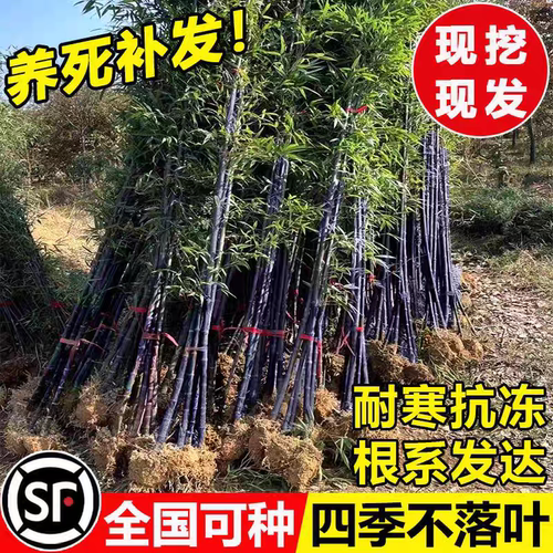 紫竹矮化金镶玉竹苗耐寒四季常青
