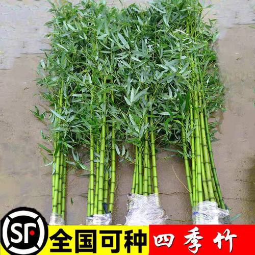 竹子苗庭院植物盆栽四季常青绿化黄金竹苗金镶玉罗汉竹毛竹苗紫竹
