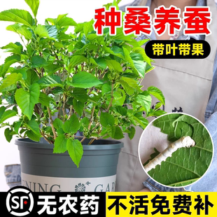 桑树活苗桑叶树苗盆栽桑葚四季种绿植强桑一号蚕桑苗养蚕食用大叶