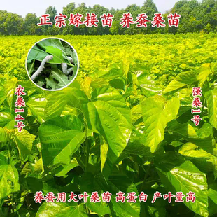 农桑14号养蚕桑树苗叶桑苗蚕桑苗学校养蚕盆栽桑树活苗生桑叶树