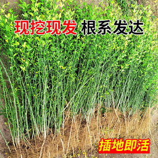 枸橘苗耐寒枳壳苗嫁接砧木绿篱带刺植物篱笆墙苗围栏枸橘树苗种子