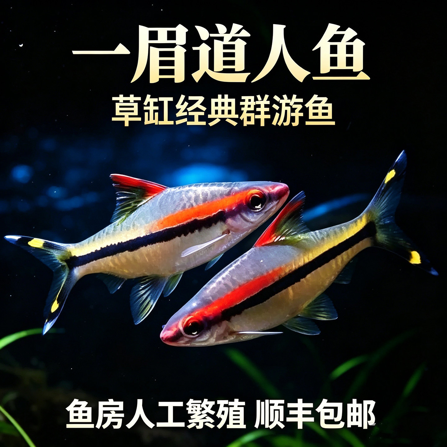 一眉道人鱼灯科鱼小型淡水群游草缸生态缸热带观赏宠物鱼活体好养