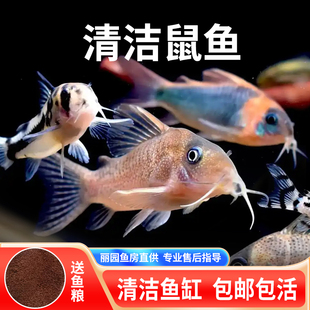 老鼠鱼金苔鼠黄金胡子清道夫底栖鱼除藻清洁工具鱼小型鱼三间鼠鱼