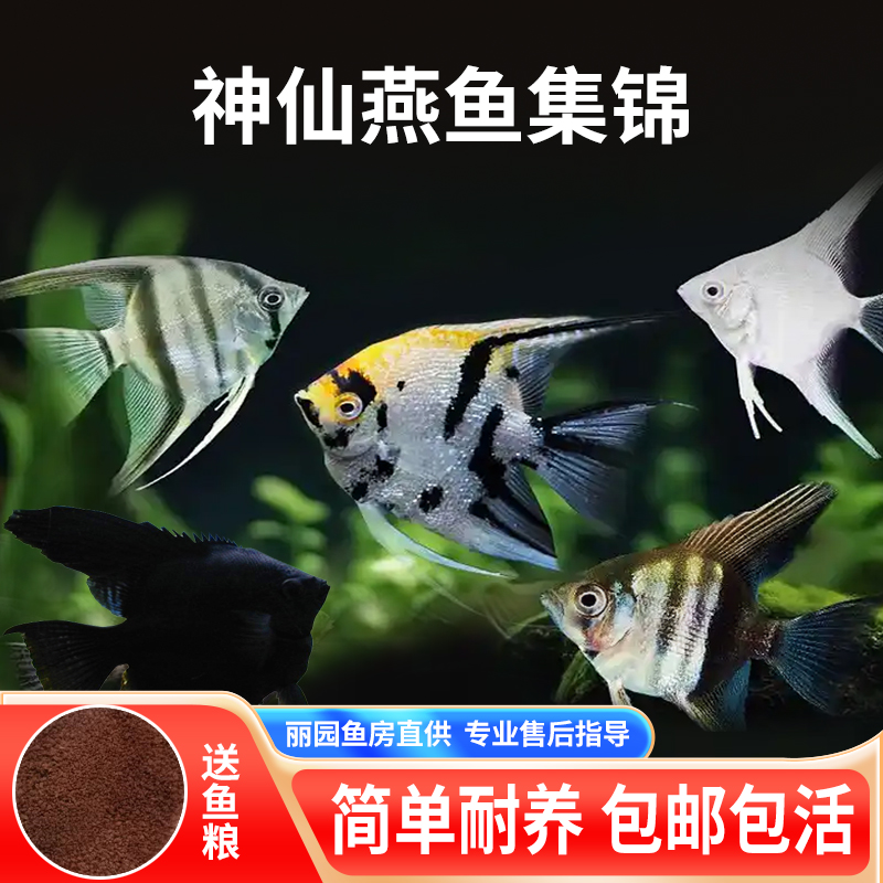 神仙燕鱼鱼好养热带鱼神仙鱼淡水