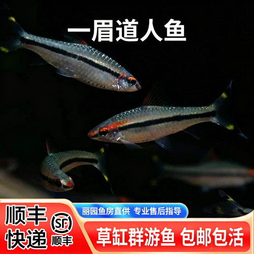 灯科鱼一眉道人淡水耐活好养