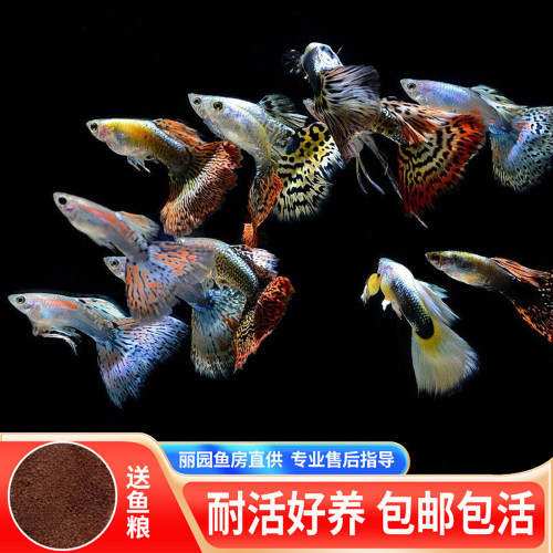 孔雀鱼灯科鱼淡水好养耐活胎生鱼