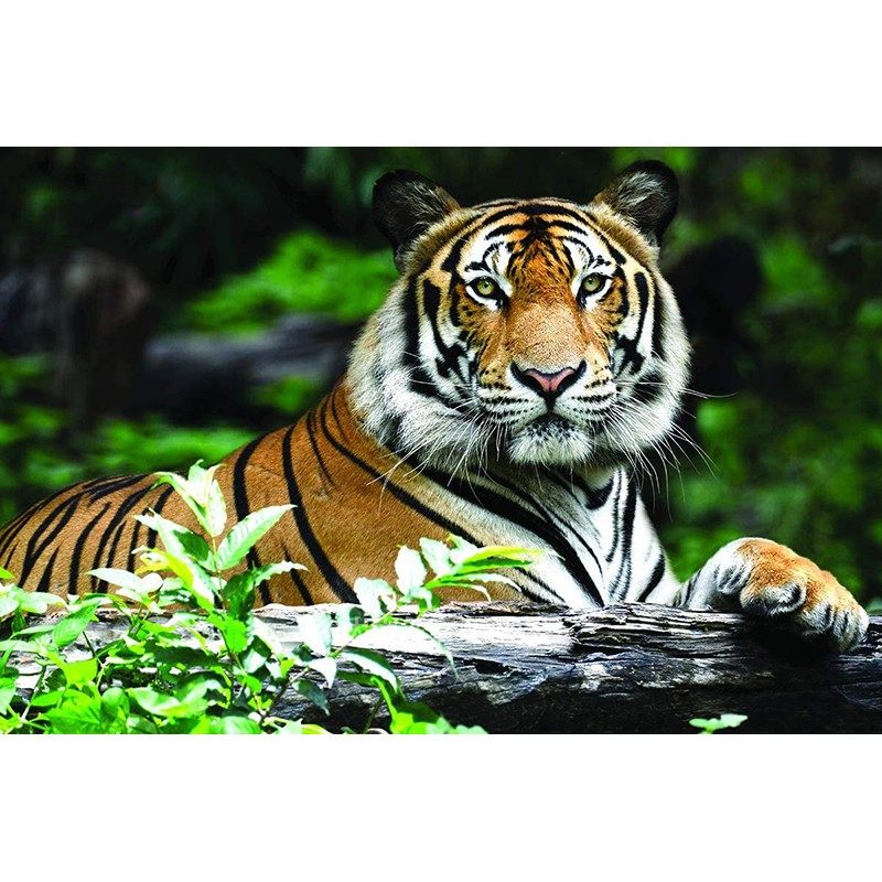 田园风虎年生肖DIY方钻满钻钻石画砖石绣老虎贴钻点钻印花十字绣,居家布艺,钻石绣,淘宝优惠券,粉丝福利购,淘宝优惠卷