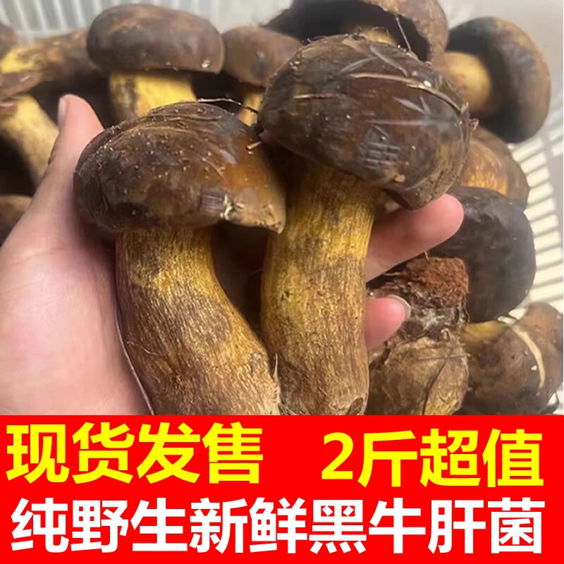 云南野生新鲜黑牛肝菌鲜货冻货