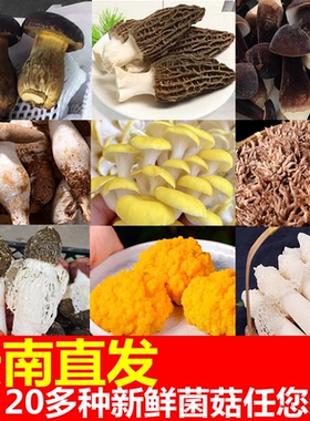 云南新鲜菌菇菌子鲜货品羊肚菌鸡枞牛肝菌竹荪龙爪菇姬松茸非野生