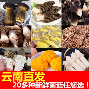 云南新鲜菌菇菌子鲜货品羊肚菌鸡枞牛肝菌竹荪龙爪菇姬松茸非野生