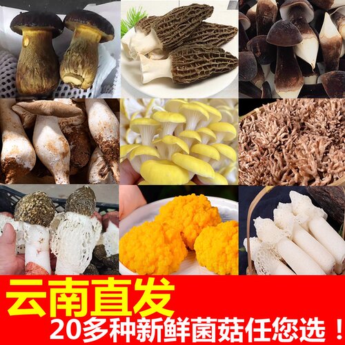 20多种云南新鲜菌子食用菌菇鲜货