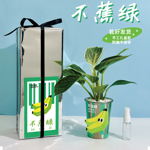 办公室桌面绿植盆栽马上发财树植物摆件放青松新年生日伴手礼物