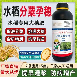 运大岁水稻孕穗分蘖专用叶面肥促花授粉膨大增产抗病抗倒伏水稻