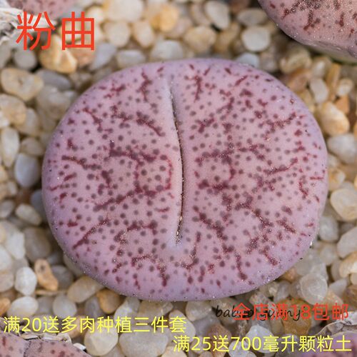 沐绿歌阳台窗台简单美观