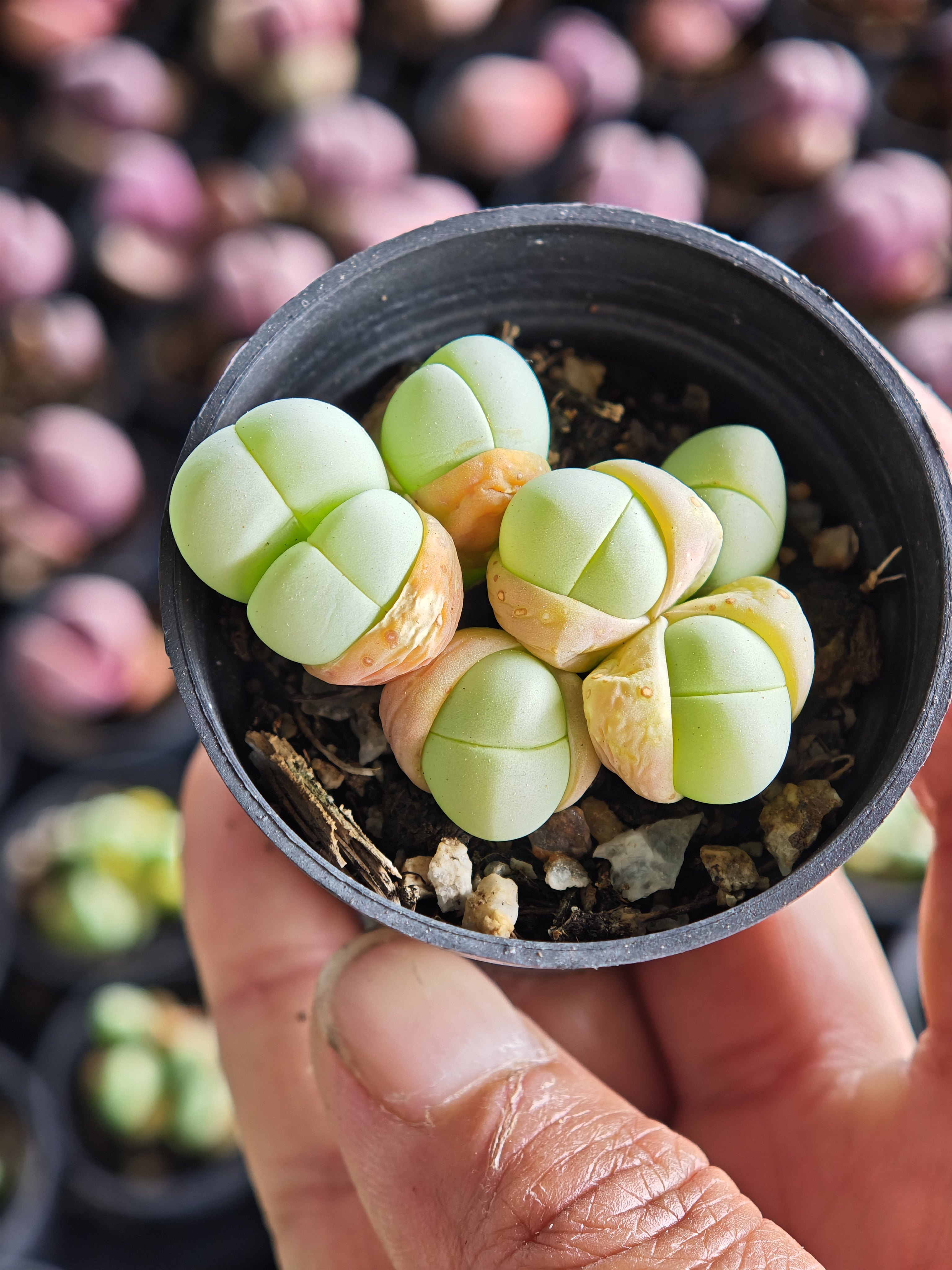 多肉植物银光玉白花花藻玲玉生石花肉锥群盆栽好养