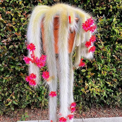 沐绿歌阳台窗台简单美观趣味