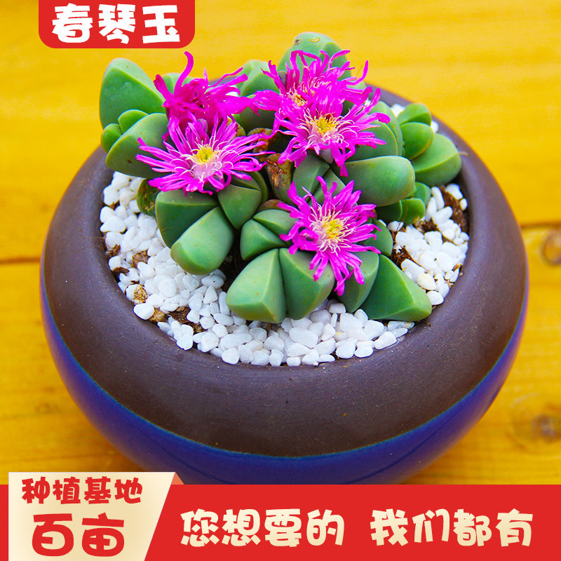 多肉植物春琴玉多头群生老桩绿植花卉发货番杏科趣味窗台不含盆
