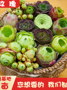 山地玫瑰多肉老桩套餐系列群生黄金山地粉耶罗水蜜桃酒杯鸡蛋仙桃