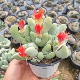 神风玉番杏肉锥多肉植物花卉绿植盆栽促销爆款满包邮组合室内