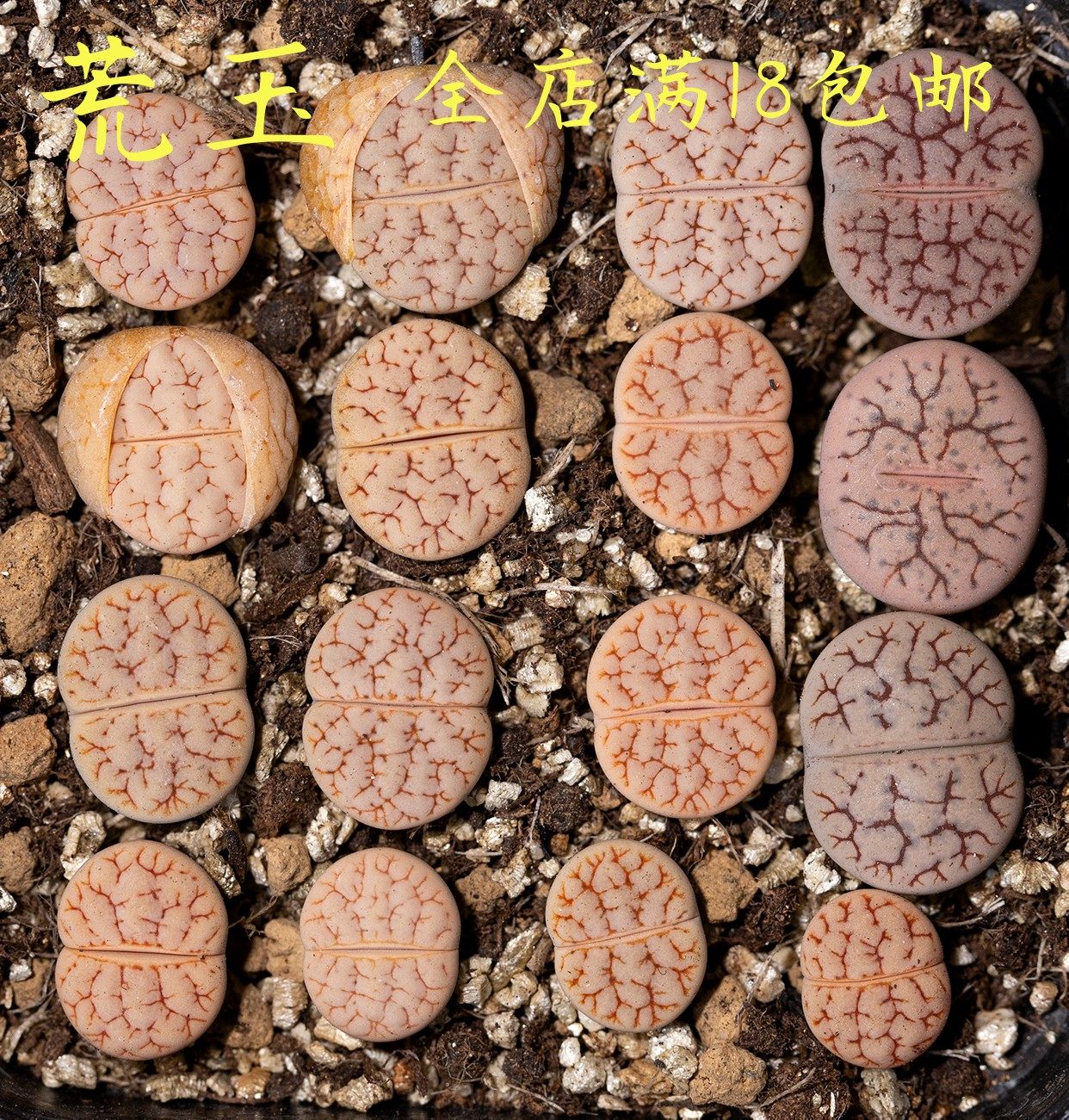 荒玉生石花多肉植物花卉绿植盆栽创意微景观,鲜花速递/花卉仿真/绿植园艺,多肉植物,淘宝优惠券,粉丝福利购,淘宝优惠卷