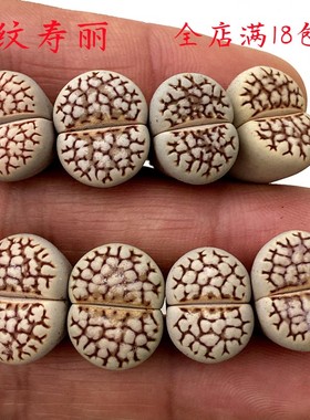 网纹寿丽生石花多肉植物花卉绿植盆栽创意微景观