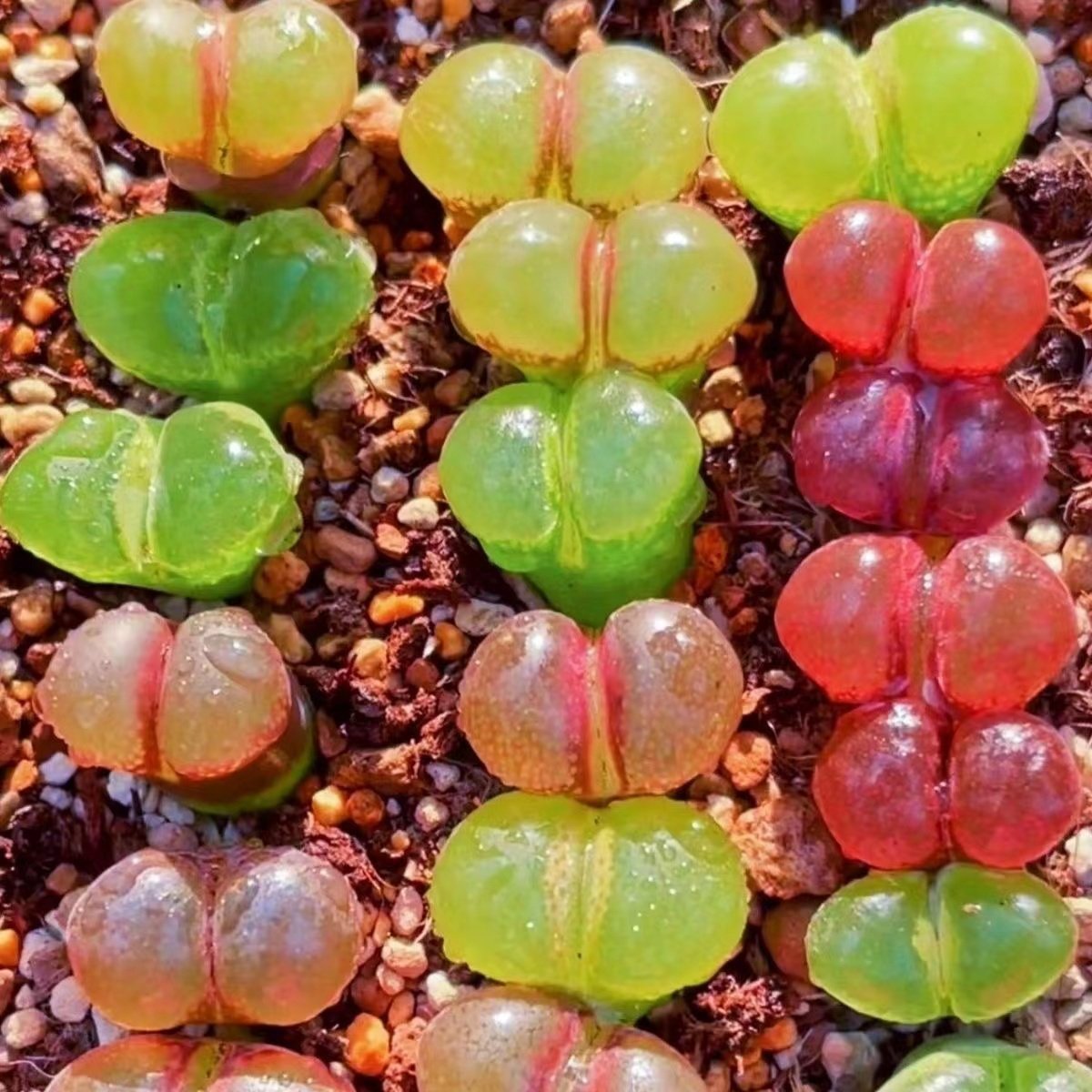 风铃玉生石花多肉植物花卉绿植盆栽创意微景观