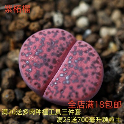 沐绿歌阳台窗台简单趣味多肉植物