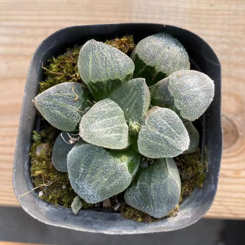 雪之礼磨面寿玉露寿十二卷属多肉植物花卉绿植盆栽新手套餐