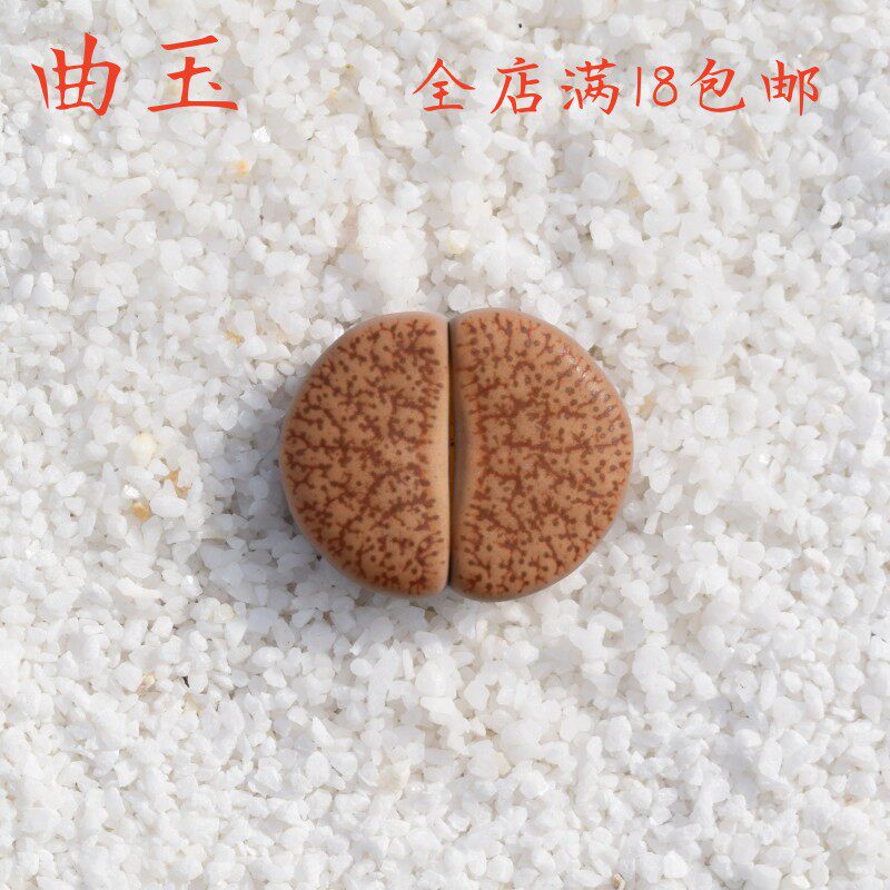 曲玉生石花多肉植物花卉绿植盆栽创意微景观