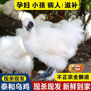 泰和原种乌鸡新鲜现杀土鸡农家散养老母鸡公鸡活鸡整只正宗乌骨鸡