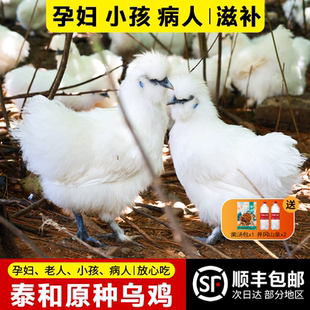 泰和原种乌鸡旗舰店现杀农家土乌鸡五谷散养老母鸡活鸡整只正宗