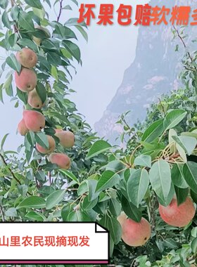 烟台深山大胖梨抹红伏梨软糯多汁大头梨2025新摘现发5斤老婆子梨