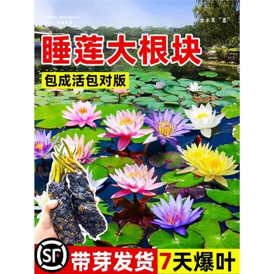 睡莲水培植物带花苞荷花水莲花盆栽花卉水池塘大睡莲根块四季开花