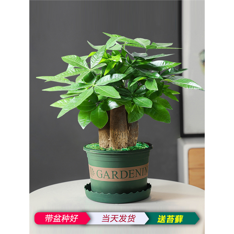 发财树盆栽植物室内花卉小绿植客厅好养活办公室招财摇钱树盆景大