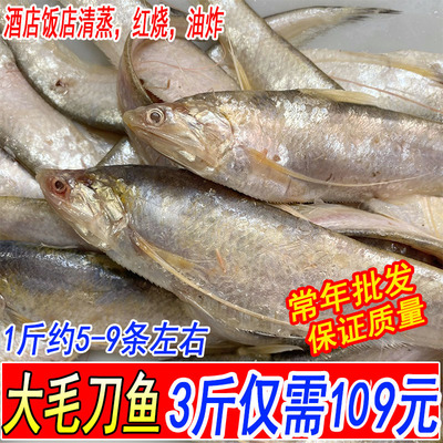 毛刀鱼整鱼连云港1斤5-9条3斤装
