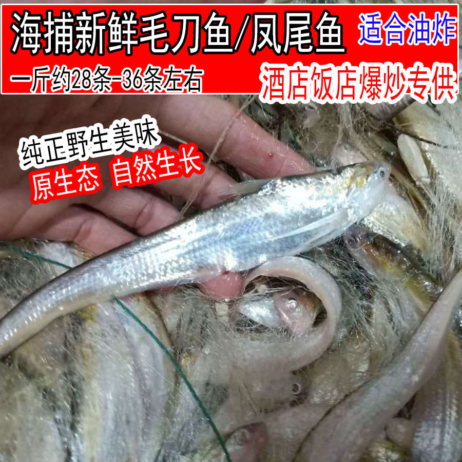 野生毛刀鱼冰鲜海刀鱼旗鱼刨花鱼鲜活凤尾鱼1斤28条-36条新鲜毛鱼