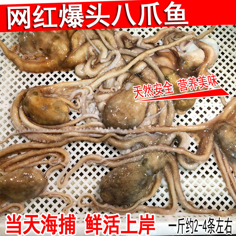 鲜活长腿野生八爪鱼