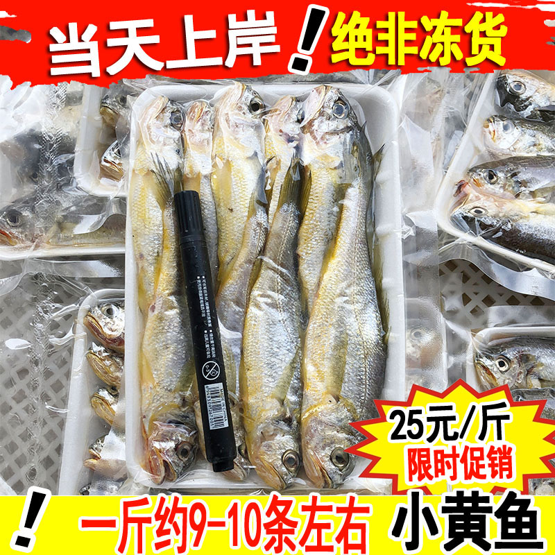 新鲜野生小黄鱼鲜活黄花鱼深海捕捞生鲜水产1斤约9-10条鲜小黄花-封面