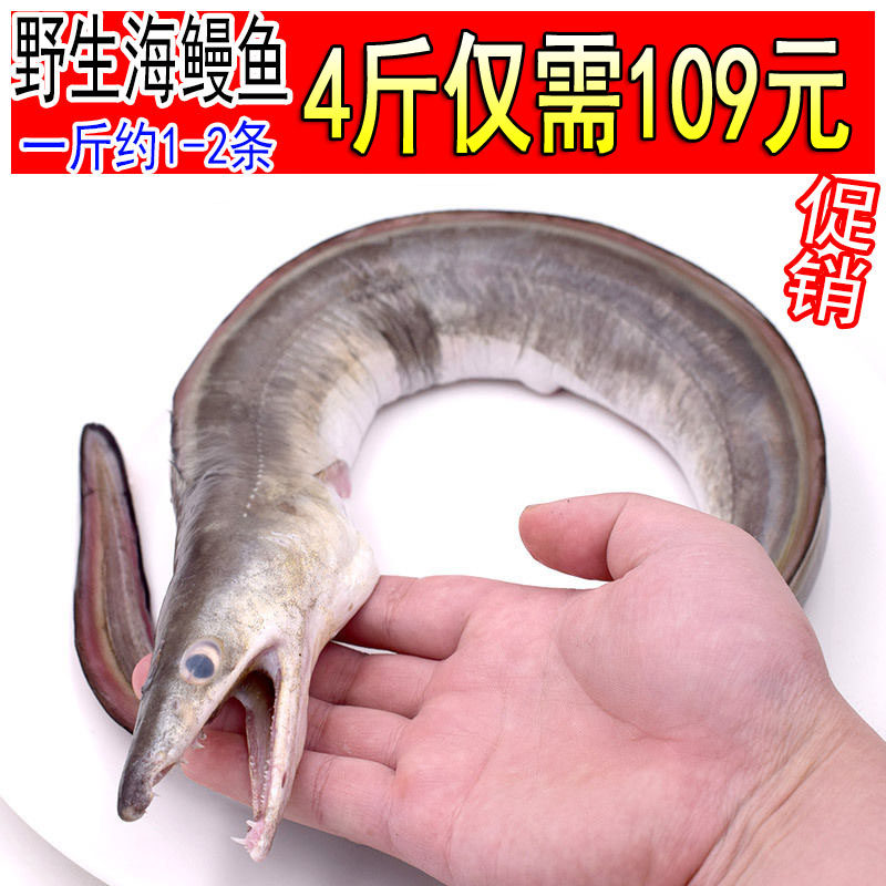 新鲜鲜活海鳗鱼现捕白鳗鱼连云港海鲜水产一斤约1-2条白鳝鱼4斤装