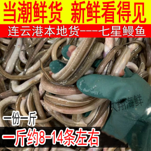 鲜活沙鳗鱼小号七星鳗鱼新鲜海鳗鱼1斤约8-14条海鳝鱼油鳗鱼海鲜