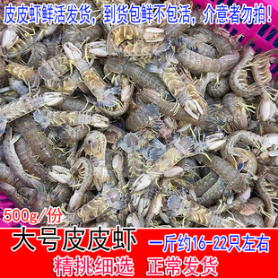 鲜活皮皮虾海鲜水产大咖专用新鲜琵琶虾虾爬子野生虾姑虾婆濑尿虾