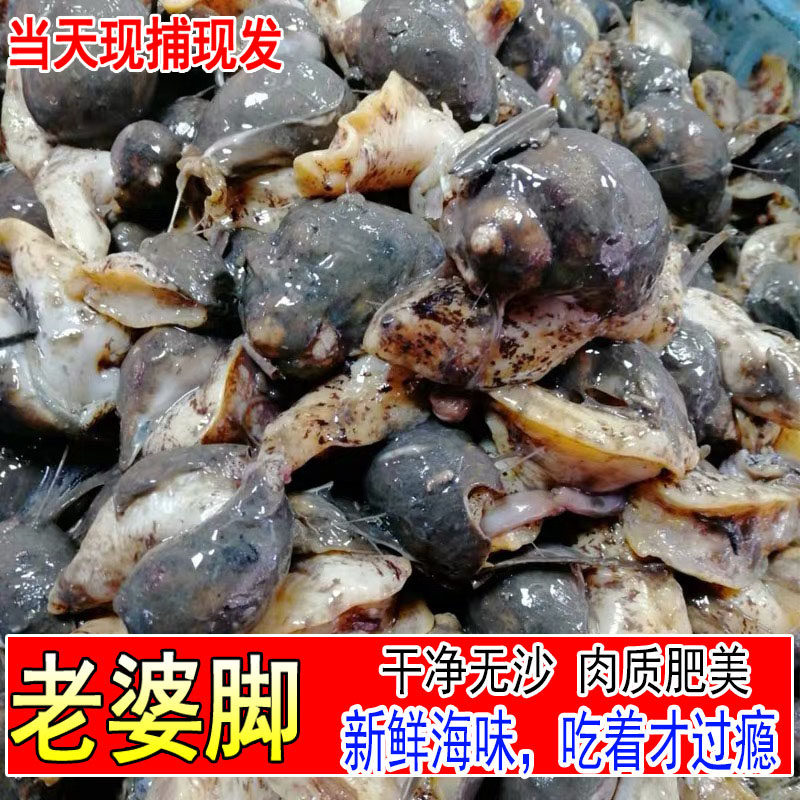 网红老婆脚假鲍鱼大鲍螺海鲜海蜗牛鲜活速冻黄金鲍珍珠鲍贝类水产