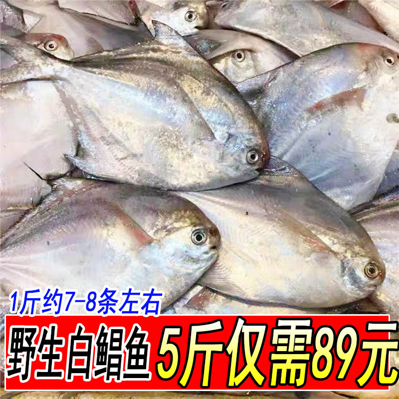 新鲜小银鲳鱼白鲳鱼鲜活平鱼仓鱼5斤小鲳鱼深海海捕海鱼海鲜水产