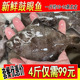 鼓眼鱼新鲜高眼鱼比目鱼偏口鱼1斤10 16条小嘴鱼小船货海鱼4斤装