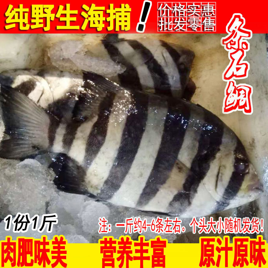 新鲜条石鲷鱼鲜活黑石斑鱼黑立鱼宝宝辅食1斤约4-6条海鱼海鲜水产