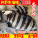 新鲜条石鲷鱼鲜活黑石斑鱼黑立鱼宝宝辅食1斤约4 6条海鱼海鲜水产