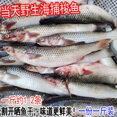 野生鲜活海梭鱼红眼鱼梭子鱼鲻鱼新鲜乌头海鱼连云港海鲜水产500g