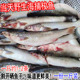 野生鲜活海梭鱼红眼鱼梭子鱼鲻鱼新鲜乌头海鱼连云港海鲜水产500g