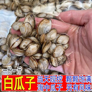 鲜活海瓜子新鲜无沙海沙子白瓜子小蛤蜊小花甲连云港海鲜海捕贝类